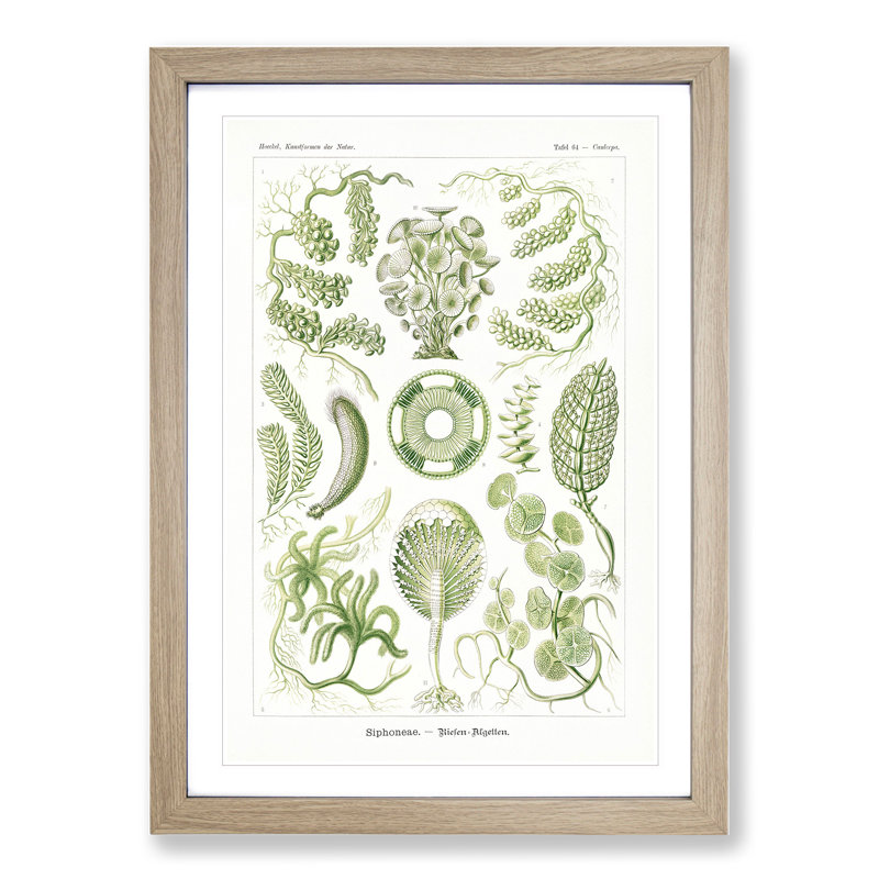 Siphoneae Algae by Ernst Haeckel - Framed Print, Oak Framed, 36cm H x 27cm W x 2cm D