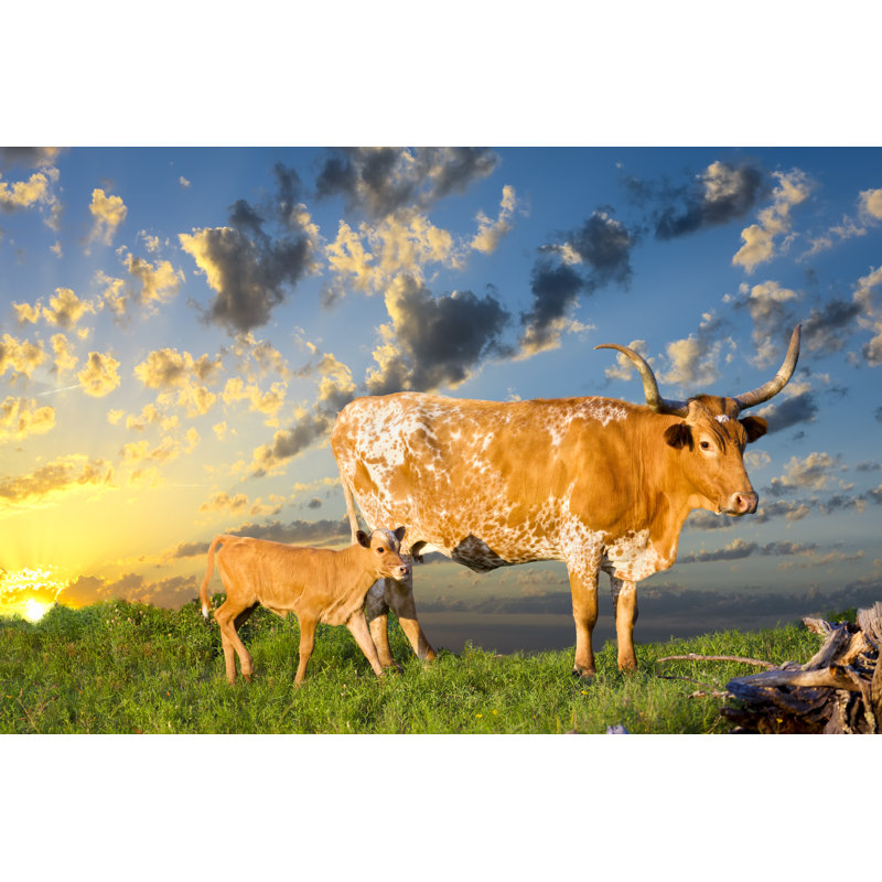 Longhorn Cow And Calf by Dean_Fikar - Wrapped Canvas Print, 51cm H x 76cm W