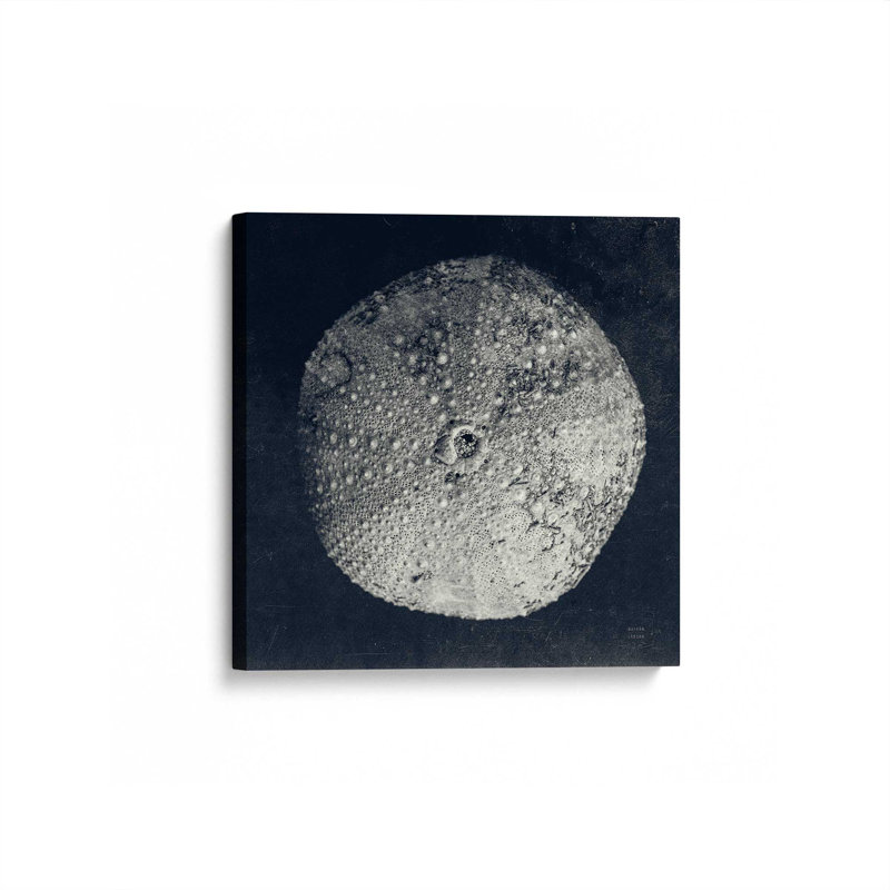 «Urchin Still Life III» par Nathan Larson, reproduction d'art sur toile, H 36 po x l 36 po, Toile tendue, Ne s’applique pas