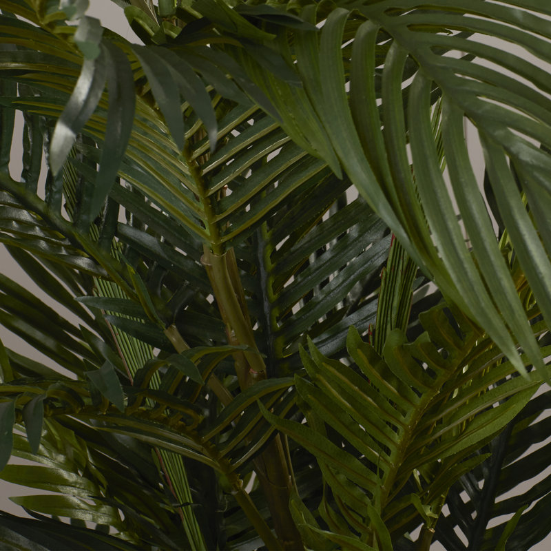 Areca Palm Silk Tree