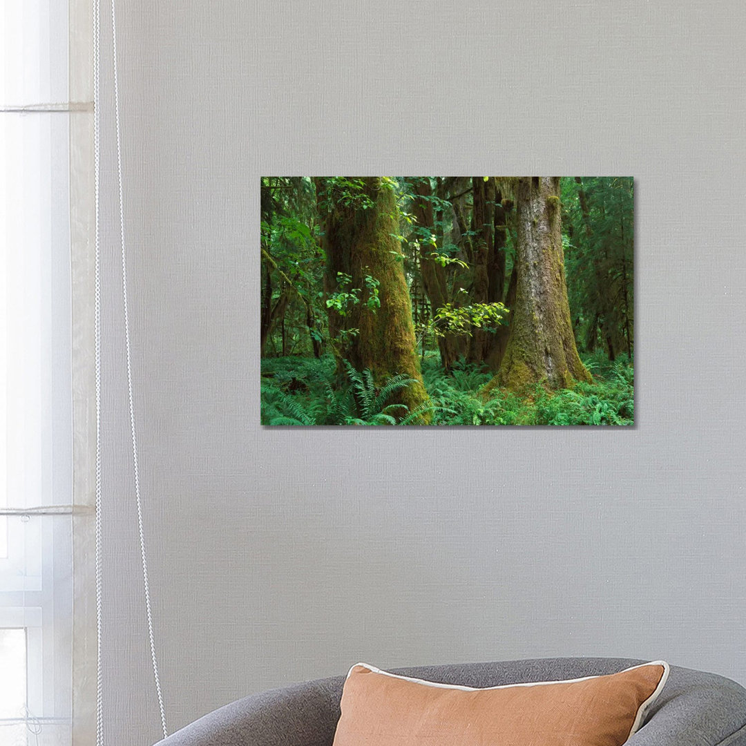 Moss-Covered Trees And Dense Undergrowth In The Hoh Temperate Rainforest, Olympic National Park von Tim Fitzharris - Gal...