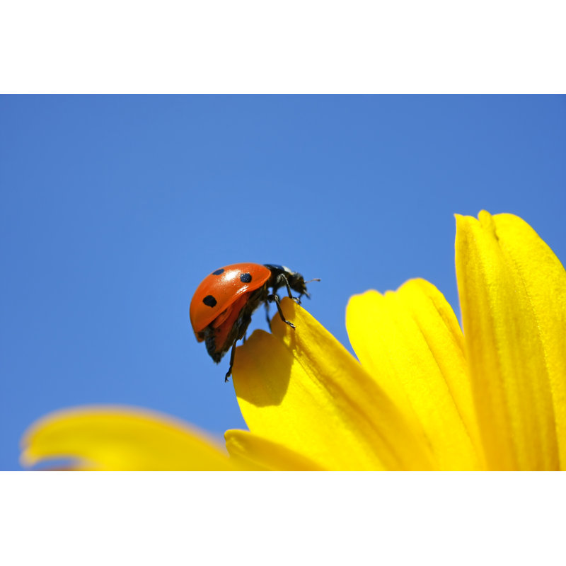 Ladybug Climbing by Macroworld - Wrapped Canvas Print, 30cm H x 46cm W x 3.8cm D