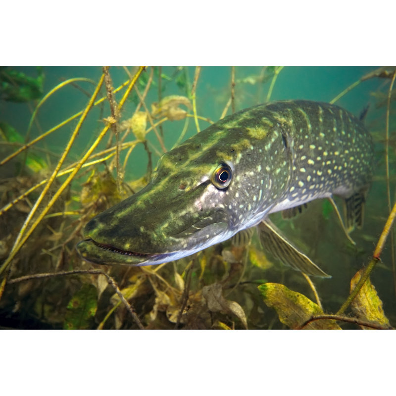 " A Pike Fish " by Crisod, 18'' W x 12'' H