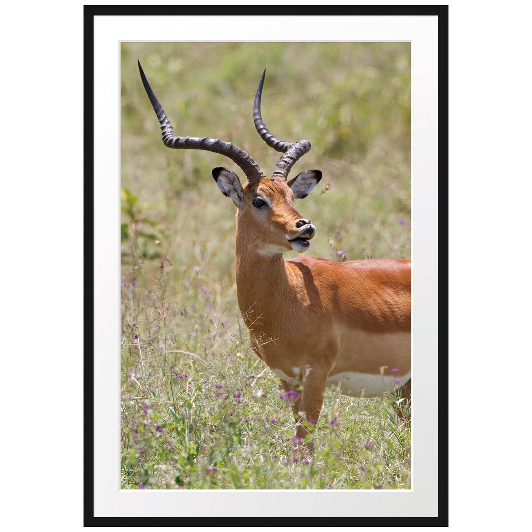 Gerahmtes Poster Dorkasgazelle im Wildgras