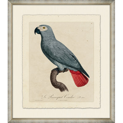Le Perroquet 2 - Peinture encadrée sur papier