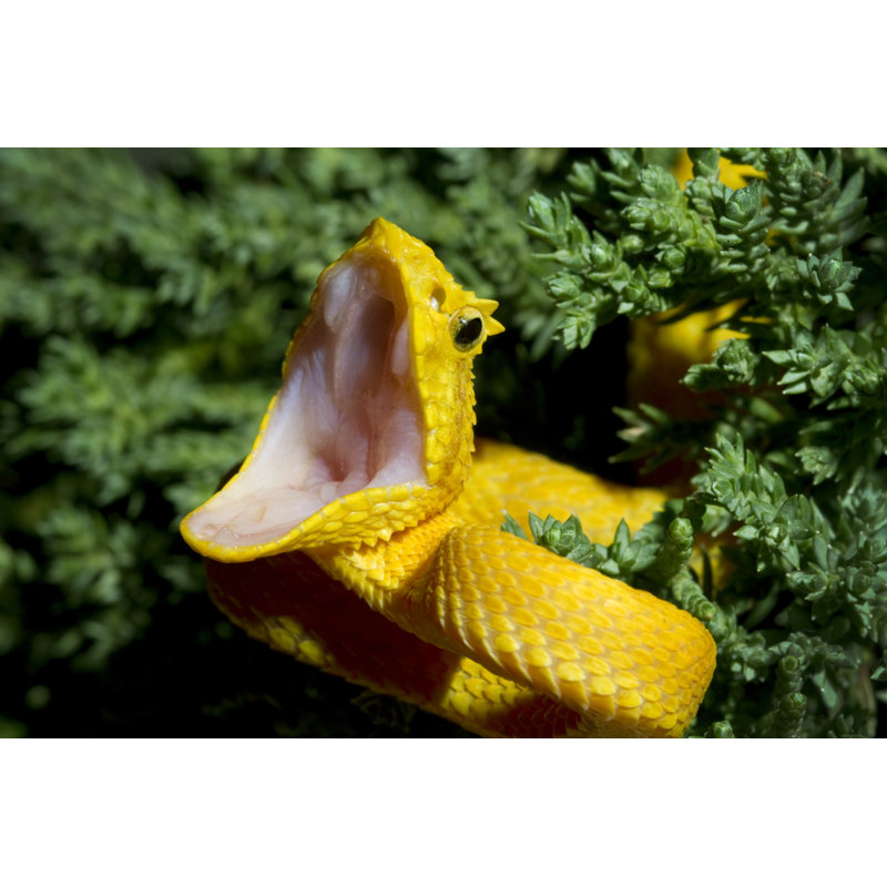 Yellow Eyelash Viper With Open Mouth by Mark Kostich - No Frame Print on Canvas, 51cm H x 76cm W