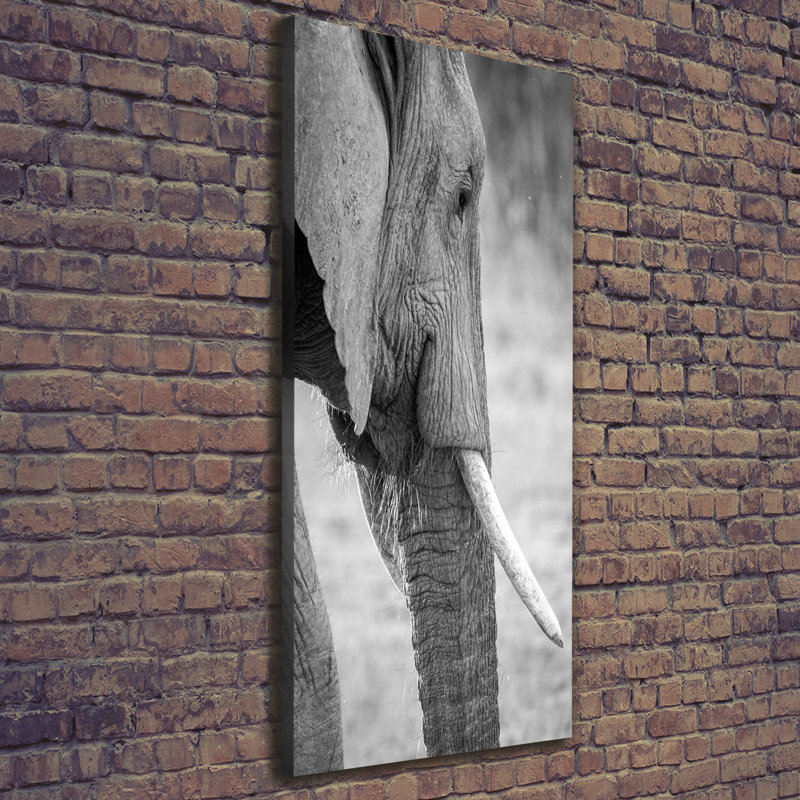 Elephant - Wrapped Canvas Print
