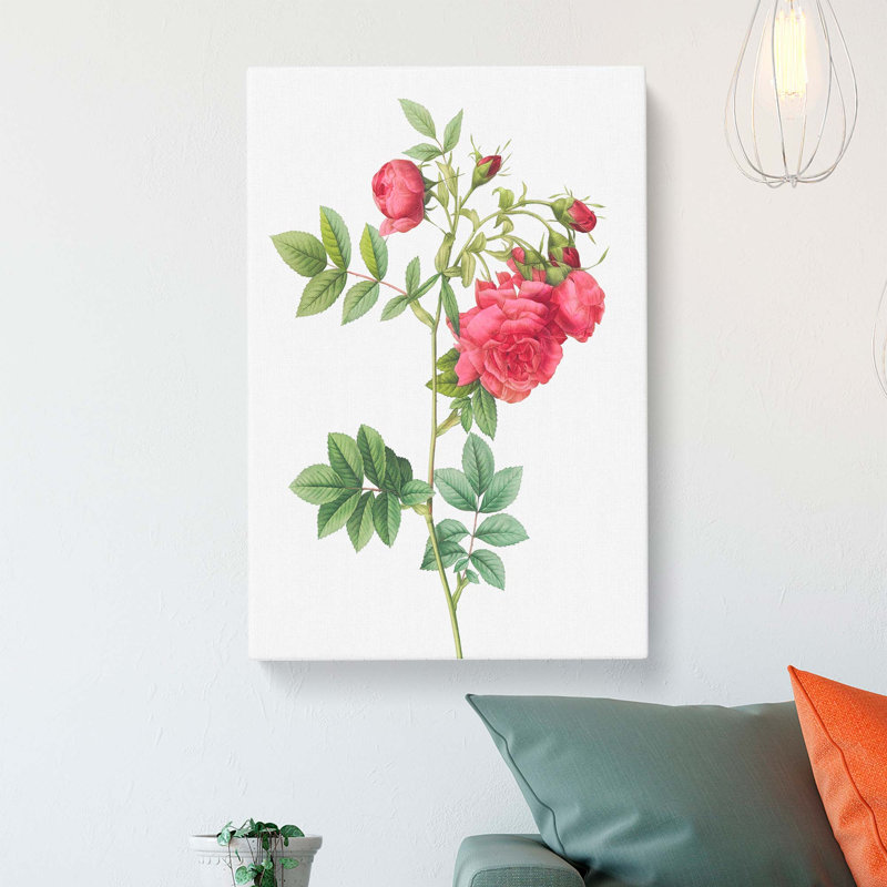Turnip Rose In Pink by Pierre-Joseph Redoute - Wrapped Canvas Painting, 50cm H x 35cm W x 3cm D
