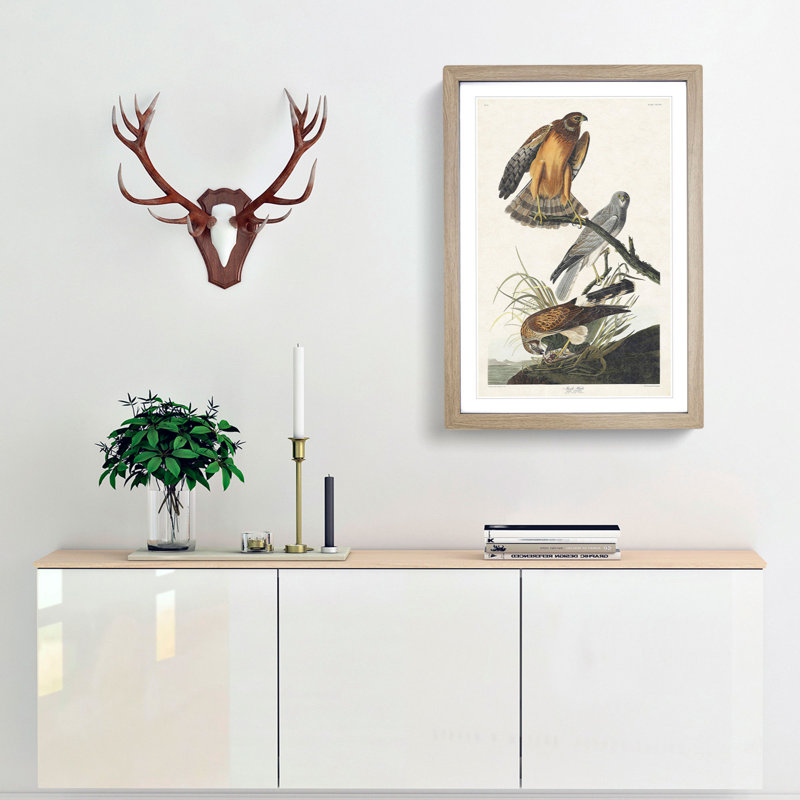 Marsh Hawks by John Audubon - Framed Print, 36cm H x 27cm W x 2cm D, Oak Framed