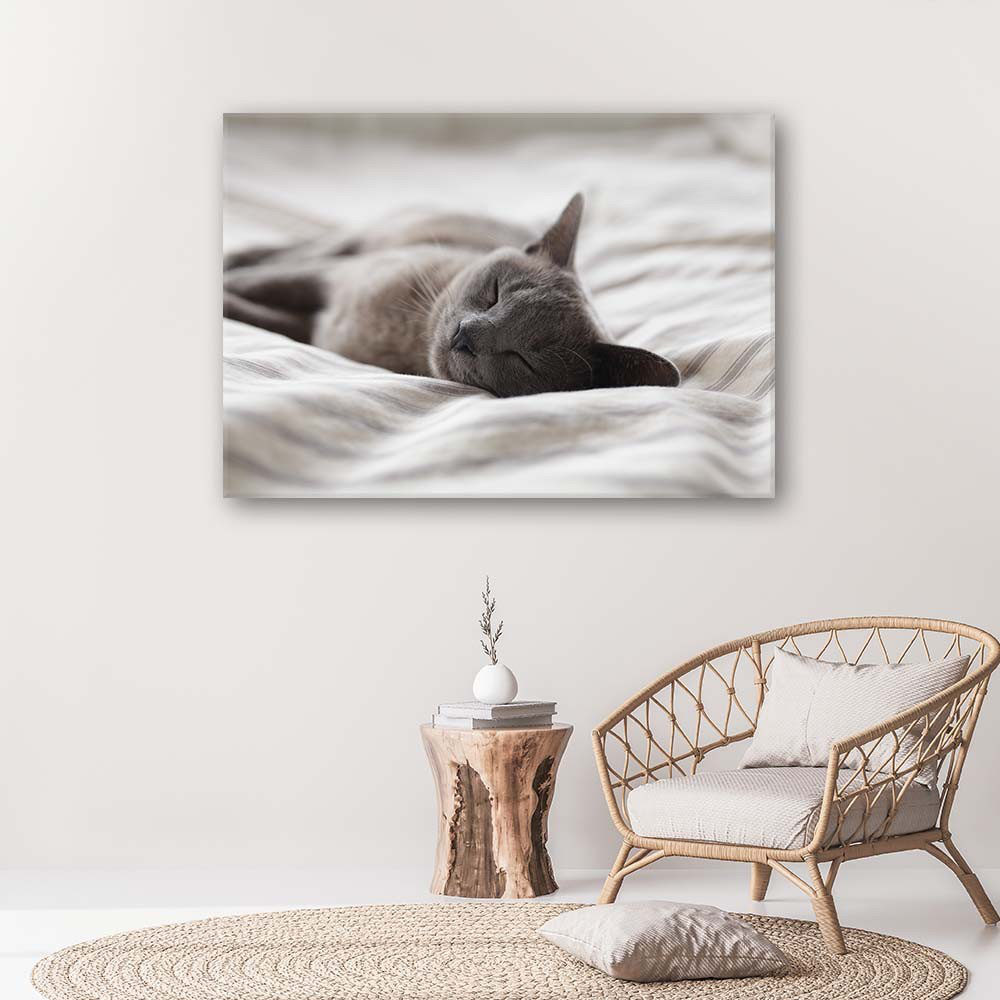 Leinwandbild Cat Animals Grey