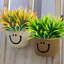 16,9 plante-240845614