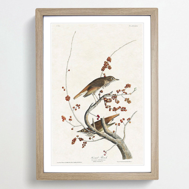 Hermit Thrush Birds by John Audubon - Picture Frame Painting Print, Oak Framed, 65cm H x 48cm W x 2cm D