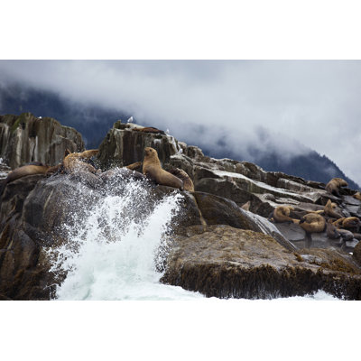 Steller Sea Lions On Rock In The Surf by Ktmoffitt - Wrapped Canvas Print