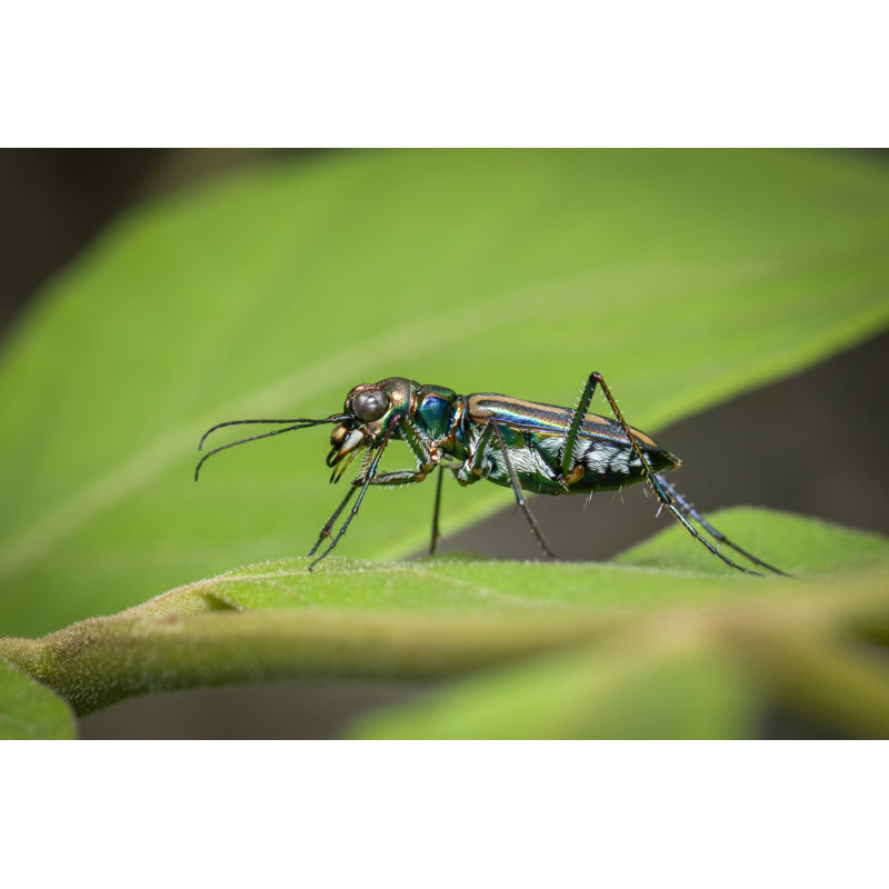 Hafeeza Tiger Beetle - Wrapped Canvas Print, 30cm H x 46cm W x 3.8cm D