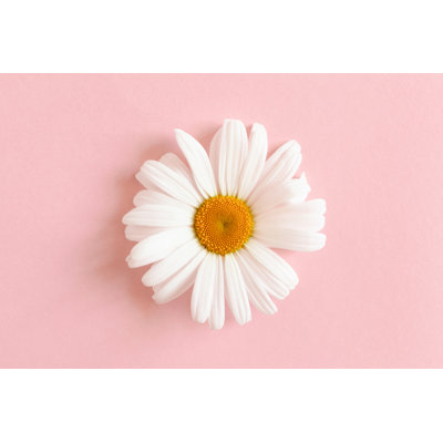Chamomile On A Pink Pastel Background - Wrapped Canvas Print