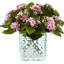 Variegated Pink/White Kalanchoe Arrangement
