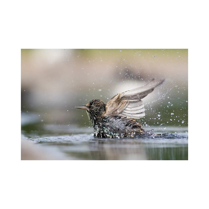 MTU219-Baignoire Starling, H 18 po x l 26 po x P 1,5 po
