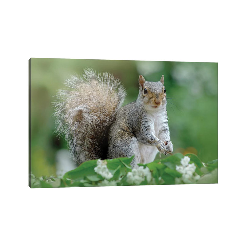 Eastern Squirrel by Jacky Parker - Wrapped Canvas Print, 101.6 cm H x 66.04 cm W x 1.91 cm D