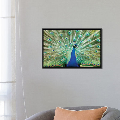 « color peacock », reproduction de photo sur toile tendue