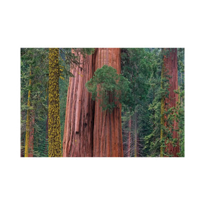 Giant Sequoia Trees, California by Tim Fitzharris - Wrapped Canvas Print