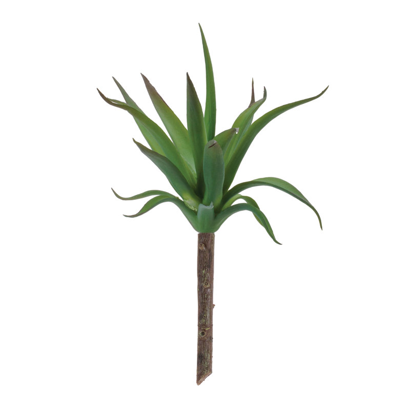 Plante grasse