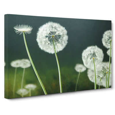 Mesmerising Dandelion Flowers - Wrapped Canvas