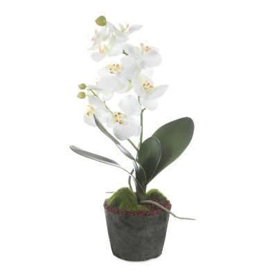 Laris Orchid Drop-In