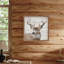 Whitetail-98107507