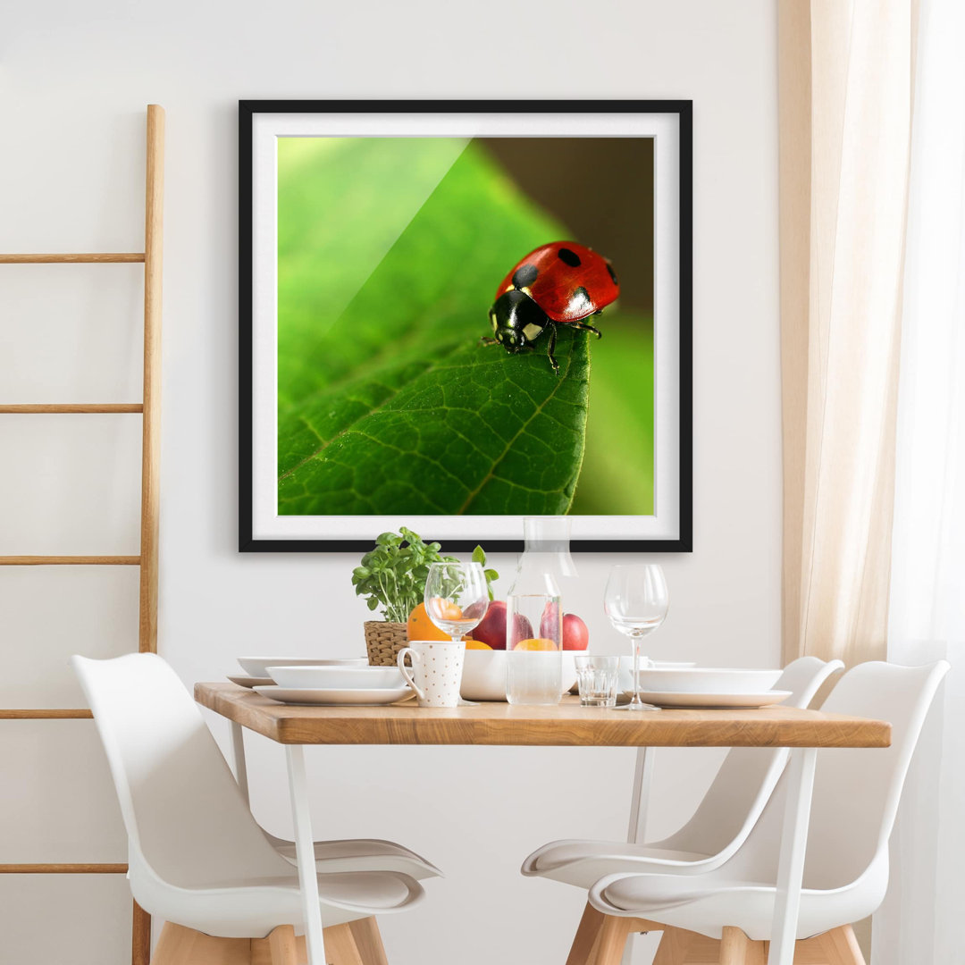 Gerahmtes Poster Ladybird