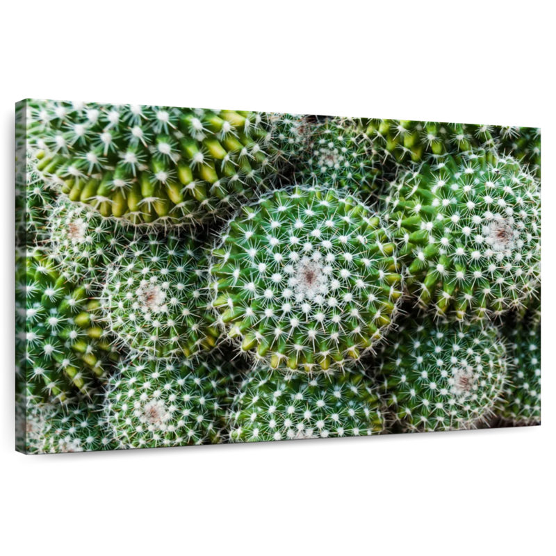 Cactus Harnek Golden Barrel, H 34 po x l 51 po