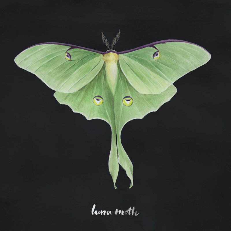 Luna Moth I, H 20 po x l 20 po x P 1,25 po