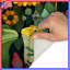 Tapis de bain grenouilles et libellules-934086666