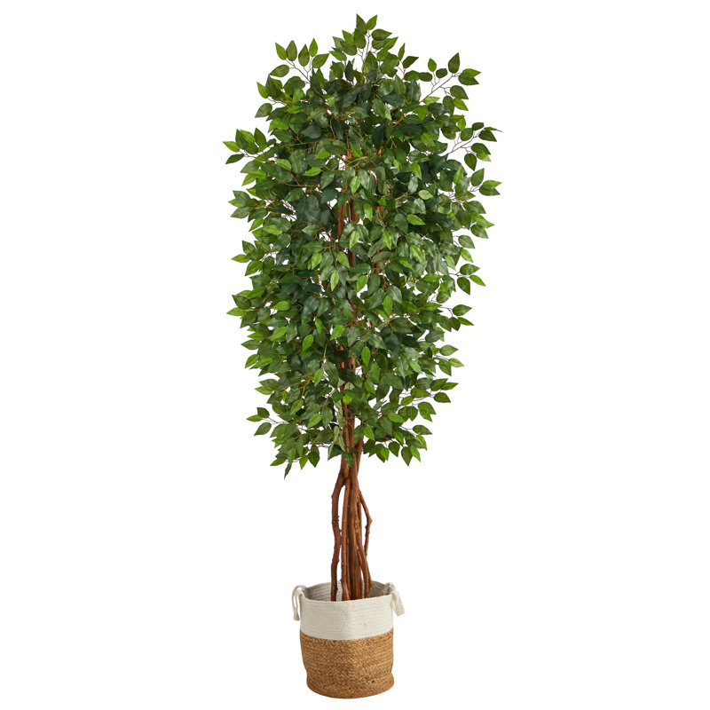 Ficus 90 po dans un panier en coton
