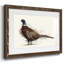 Pheasant Splash 1-1796011477-1796011502