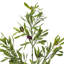 Leaf Olive Spray