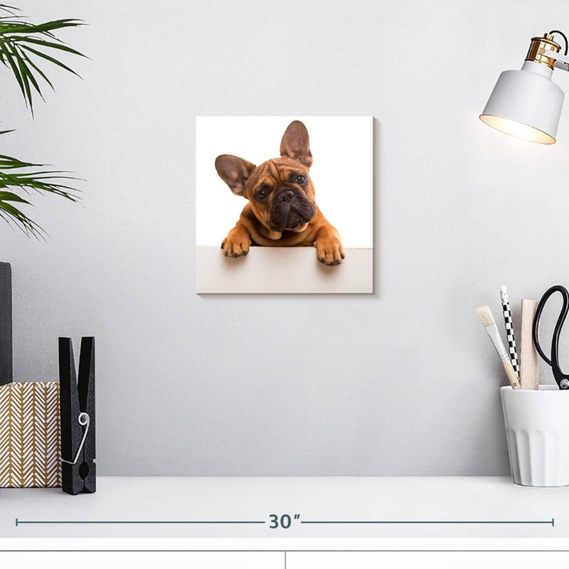 Bouledogue français Crowle Curious, H 10 po x l 10 po