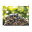 «Beetle Couple Beetle Troop», reproduction d'art mural-1672959526