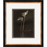 Sepia Flowers 13 Giclee Print by Soicher Marin Archives