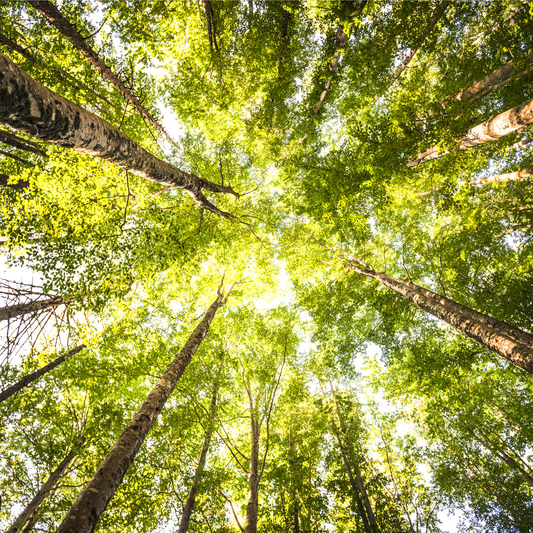 Surrounded By Tall Trees von Franckreporter - Kunstdrucke auf Leinwand ohne Rahmen