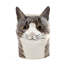 Pencil Pot - Cat - Millie