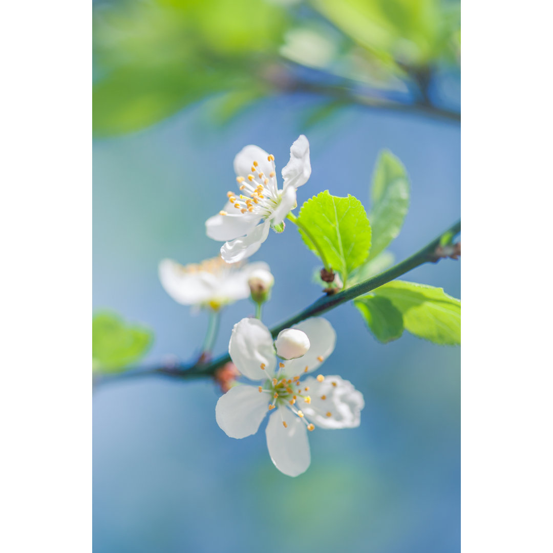 Blooming Tree von Jeja - Kunstdrucke auf Leinwand