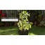 Blomkest Metal Plant Support