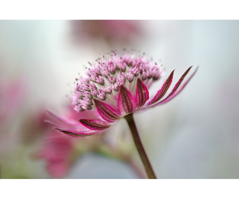 Wrapped Canvas Print, 50.8 cm H x 76.2 cm W