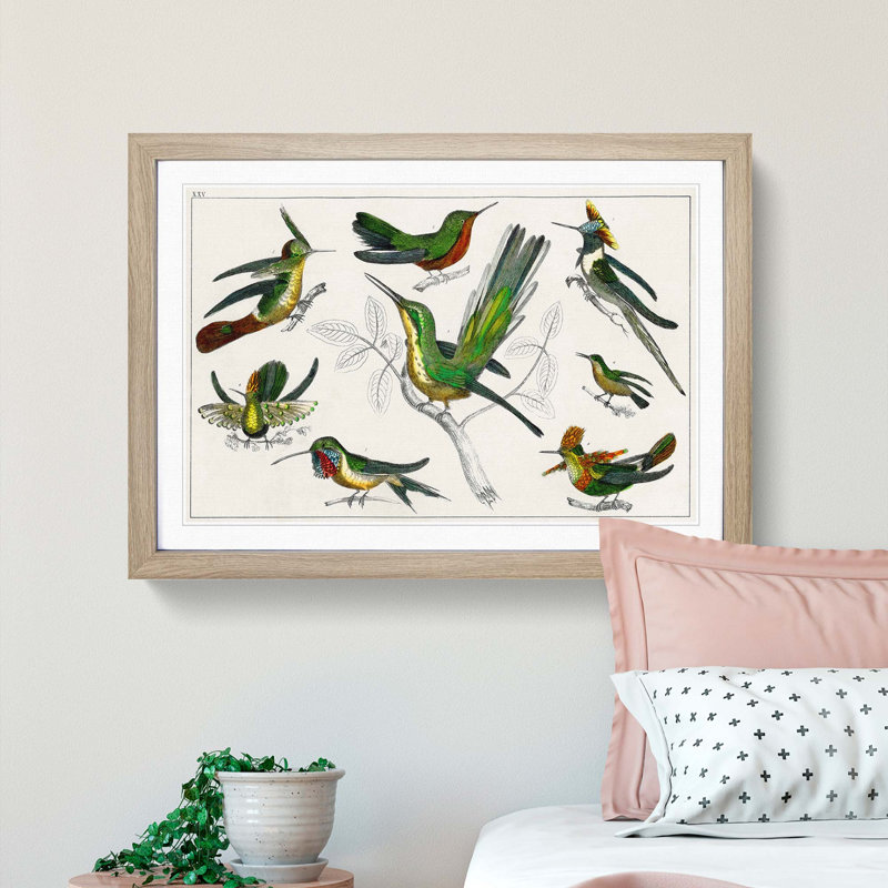 Collection of Hummingbirds XXV by Oliver Goldsmith - Picture Frame Painting, 48cm H x 65cm W x 2cm D, Oak Framed