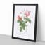 Boursault Rose in Pink by Pierre-Joseph Redoute - Picture Frame Graphic Art Print-55513012-55513013