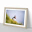 Lone Atlantic Puffin - Picture Frame Painting Print-55580811-55580810