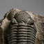 Trilobite Stone Animals Decorative Object