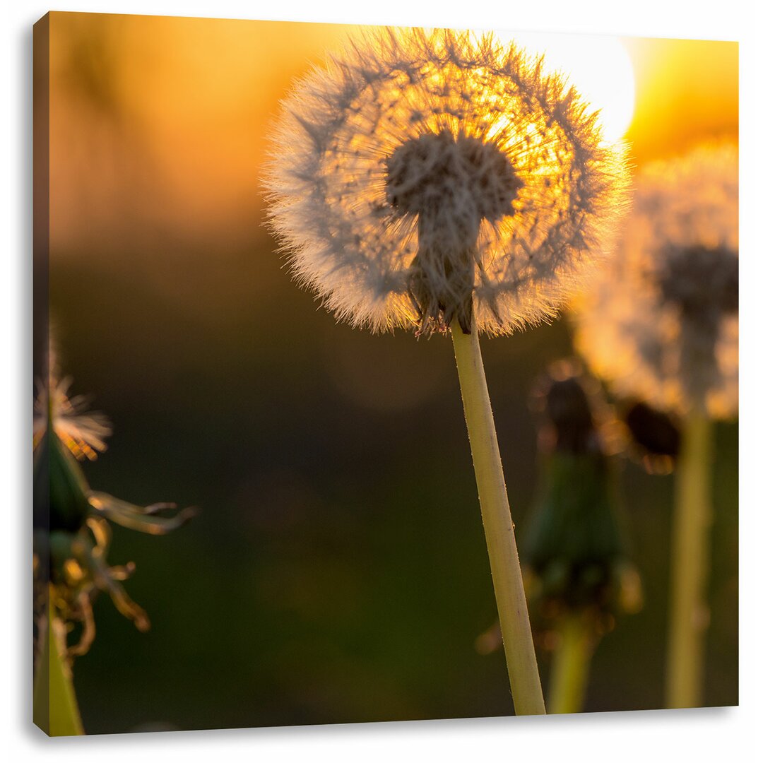 Leinwandbild Pusteblume