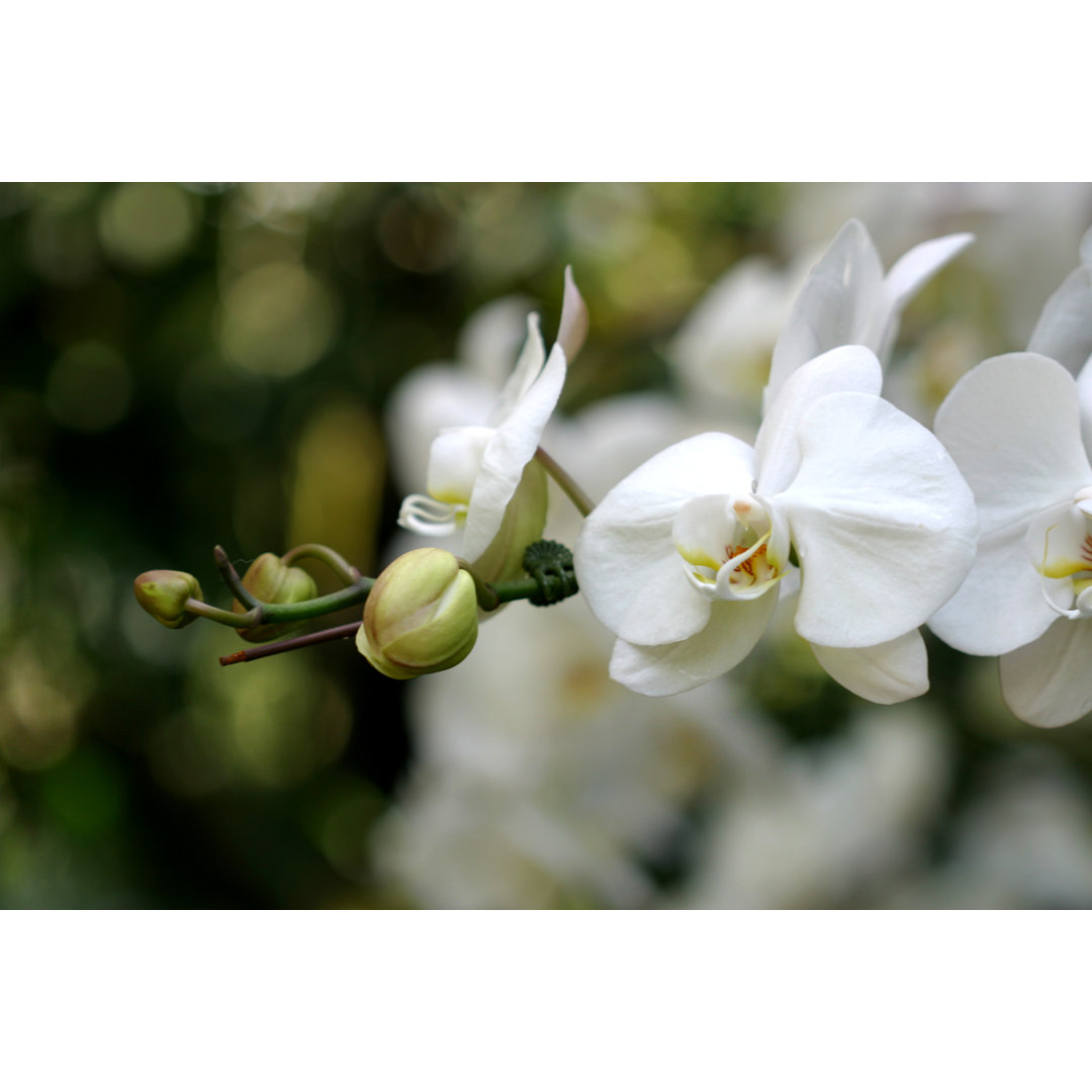 A Close Up Of White Orchids In Bloom by Petershort - Leinwandbild