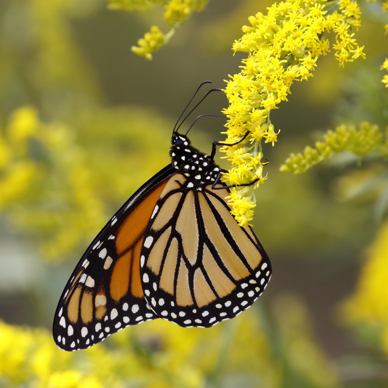 Damiane Monarch Butterfly Nectaring by BrianLasenby - Wrapped Canvas Print, 30cm H x 30cm W x 3.8cm D